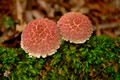 Pink Fungi90