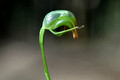 Pterostylis baptistii-Green orchid