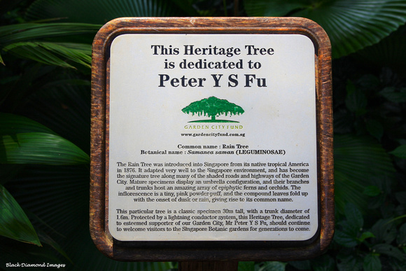 Heritage Tree - Dedicated To Peter Y S Fu