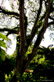 Albizia saman - Rain Tree (Syn Samanea saman) - Heritage Tree with Epiphytes