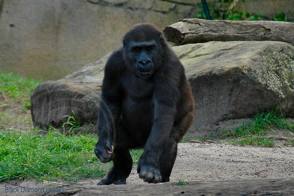 Gorilla gorilla - Western Gorilla ?? , Taronga Zoo, Sydney