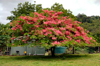 Cassia javanica var. indochinensis (Cassia javanica) -Pink Shower Tree,Pink Lady,Pink Apple Blossom Tree