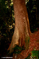 Toona ciliata- Red Cedar Ellenborough Falls,Elands,NSW