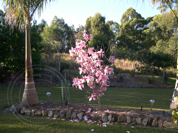 Magnolia ‘Star Wars’ (M. liliiflora x M. campbellii)