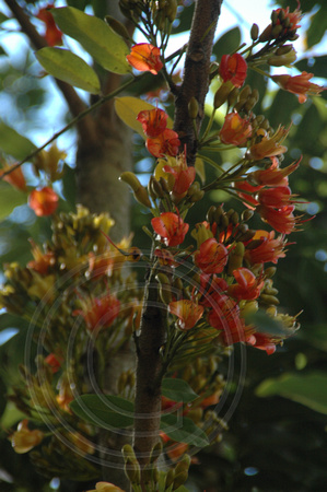 Castanospermum australe-Black Bean (6)