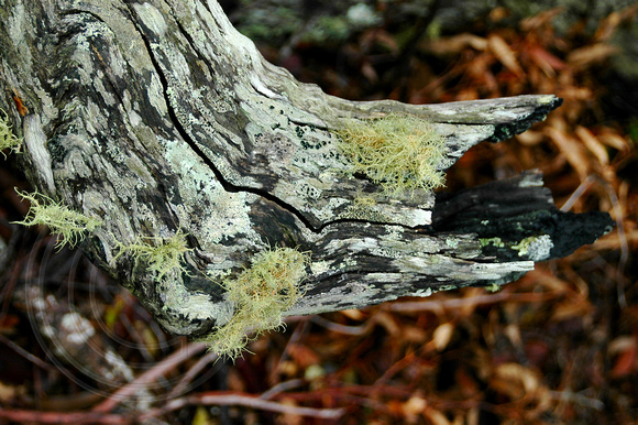 Mossy Logs