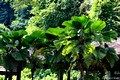 Licuala grandis - Ruffled Fan Leaf Palm, Vanuatau Fan Palm, Palas Payung