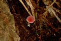 Pink Fungi09