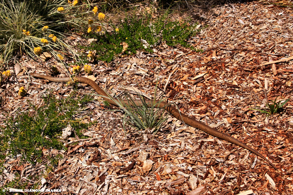 Pseudonaja affinis - Dugite Kings Park Perth