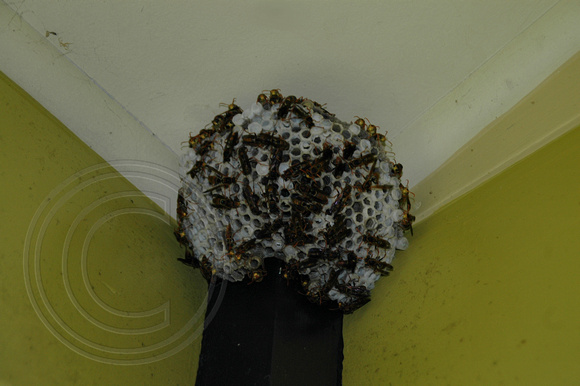 Paper Wasps Nest
