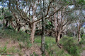 Melaleuca quinquinervia woodland Shelly Beach, Pacific Palms, NSW