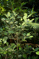 Elaeocarpus sedentarius-Minyon Quandong