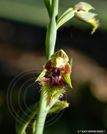 Calochilus campestris-Copper Beard Orchid