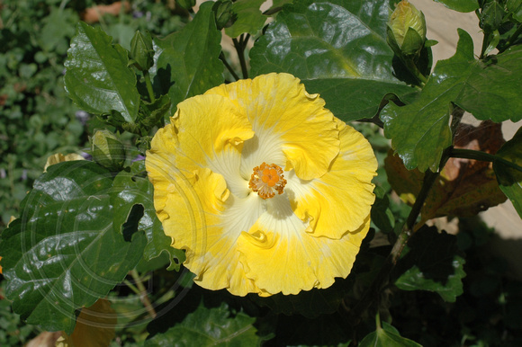 Yellow Hibiscus 3.2.2007 (2)
