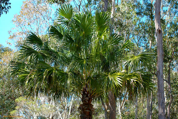 Livistona australis-Cabbage Palm
