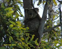 Our First Koala November 3rd 2005