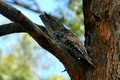 Tawney Frogmouth Owl (9)ed2