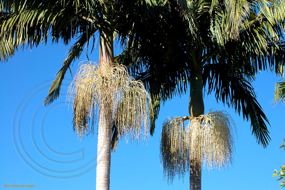 Archontophoenix cunninghamiana-Bangalow Palm