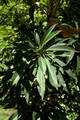 Elaeocarpus kirtonii (1)
