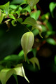 Rodamnia acuminata (1)