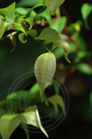 Rodamnia acuminata (1)