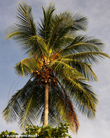 Cocus nucifera - Coconut Palm