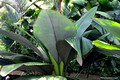 Johannesteijsmannia altifrons - Daun Payung, Joey palm, Umbrella-leafed palm