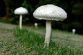 Fungi 5+Wallabies
