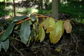 Amorphospermum whitei - Rusty Plum (1)