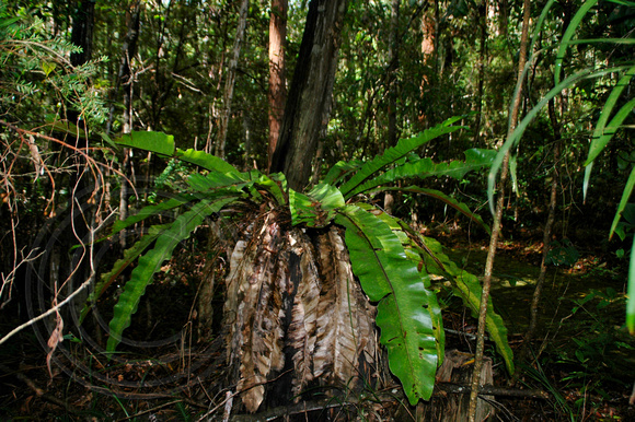 Birds Nest Ferns - Asplenium australasicum