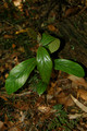 Litea australis