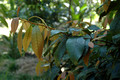 Amorphospermum whitei - Rusty Plum