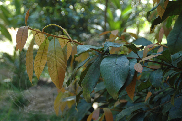 Amorphospermum whitei - Rusty Plum