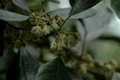 Elaeocarpus sedentarius- Minyon Quandong (5)