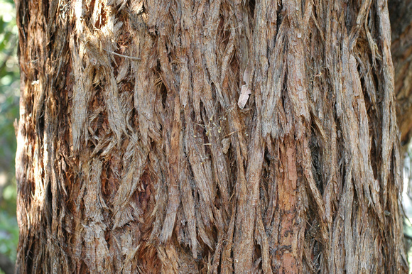 Eucalyptus microcorys-Tallowwood