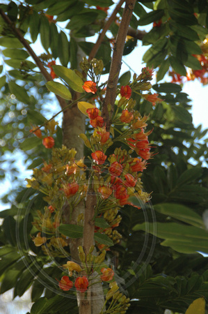 Castanospermum australe-Black Bean (3)