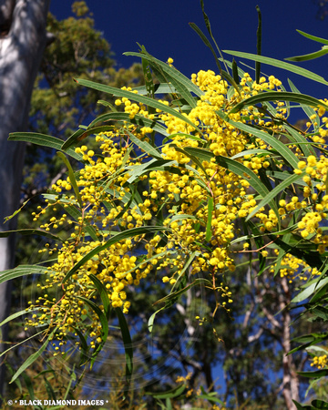 Acacia macradenia - Zig Zag Wattle - Blackdown Tableland,Central Queensland
