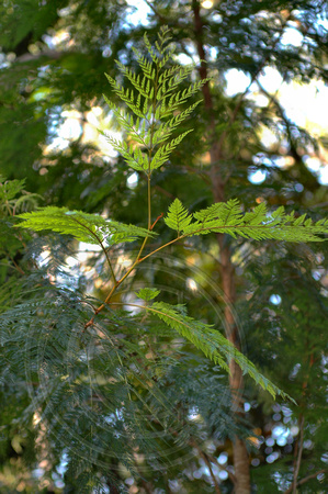 Stenocarpus davalioides  - Ferny Leaf Stenocarpus