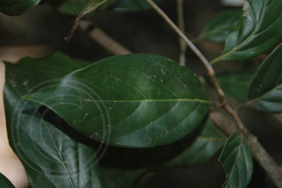 Endiandra hayesii (1)