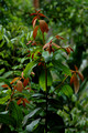 Amorphospermum whitei - Rusty Plum (5)