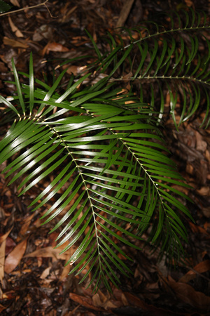 Cycas platyphylla(98)