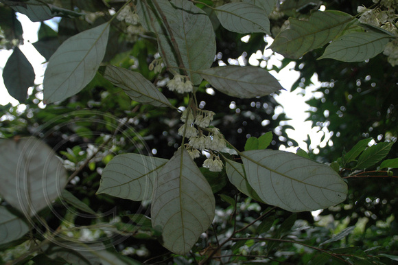 Elaeocarpus sedentarius- Minyon Quandong (6)