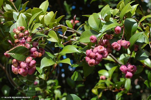 Syzygium smithii (Acmena smithii)