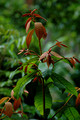 Amorphospermum whitei - Rusty Plum (4)