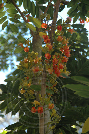 Castanospermum australe-Black Bean (5)