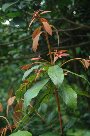 Amorphospermum whitei - Rusty Plum (6)