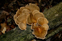 Fungi-Booyong Nature Reseve