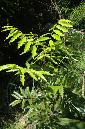 Castanospora alphandi-Brown tamarind (1)
