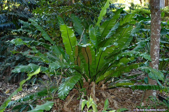 Birds Nest Fern-Asplenium australasicum