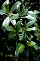 Litea australis(1)